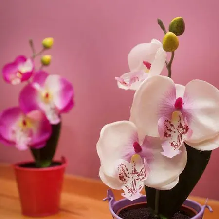 A Casa Do Avo Palas de Rei