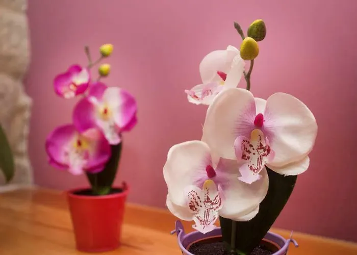 A Casa Do Avo פאלאס דה ריי